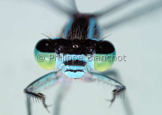 coenagrion puella.JPG - Coenagrion puella (portrait)Agrion jouvencelle, DemoiselleAzure DamselflyOdonata, CoenagrionidaeFrance